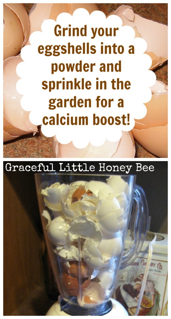 Learn how to use your eggshells in the garden for a calcium boost!