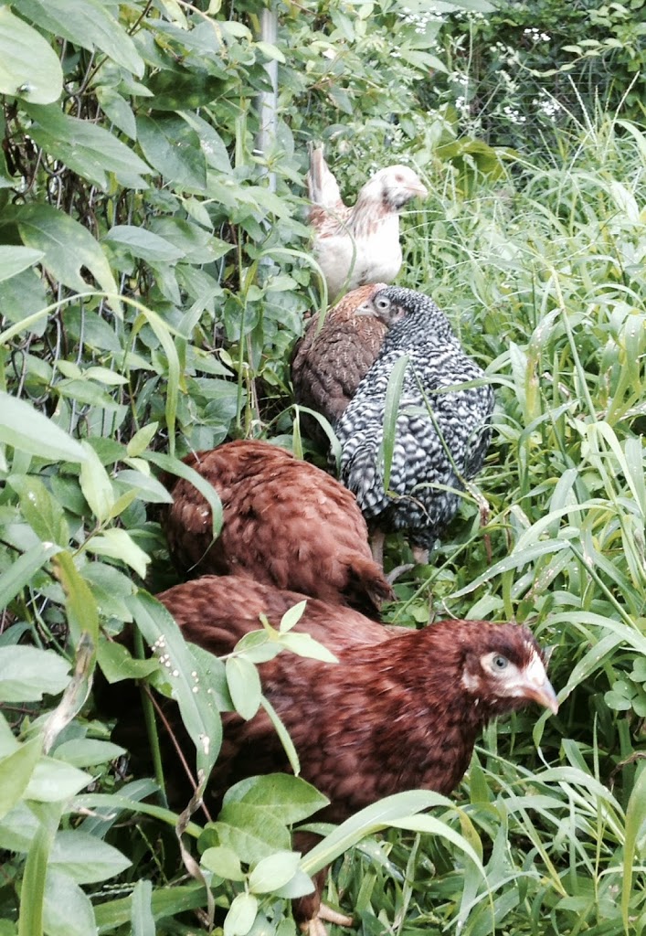 We Have Chickens!!
