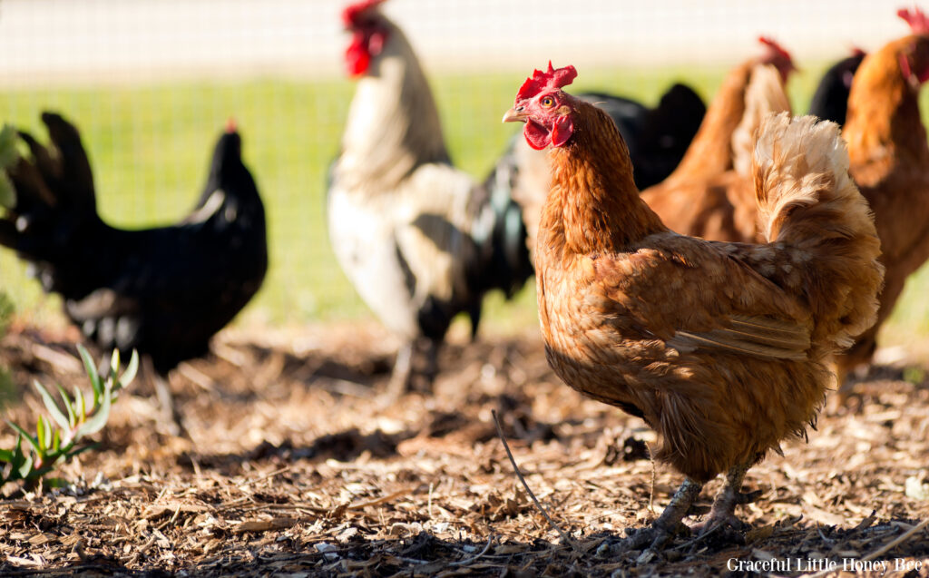 A close up view of a flock of chickens.