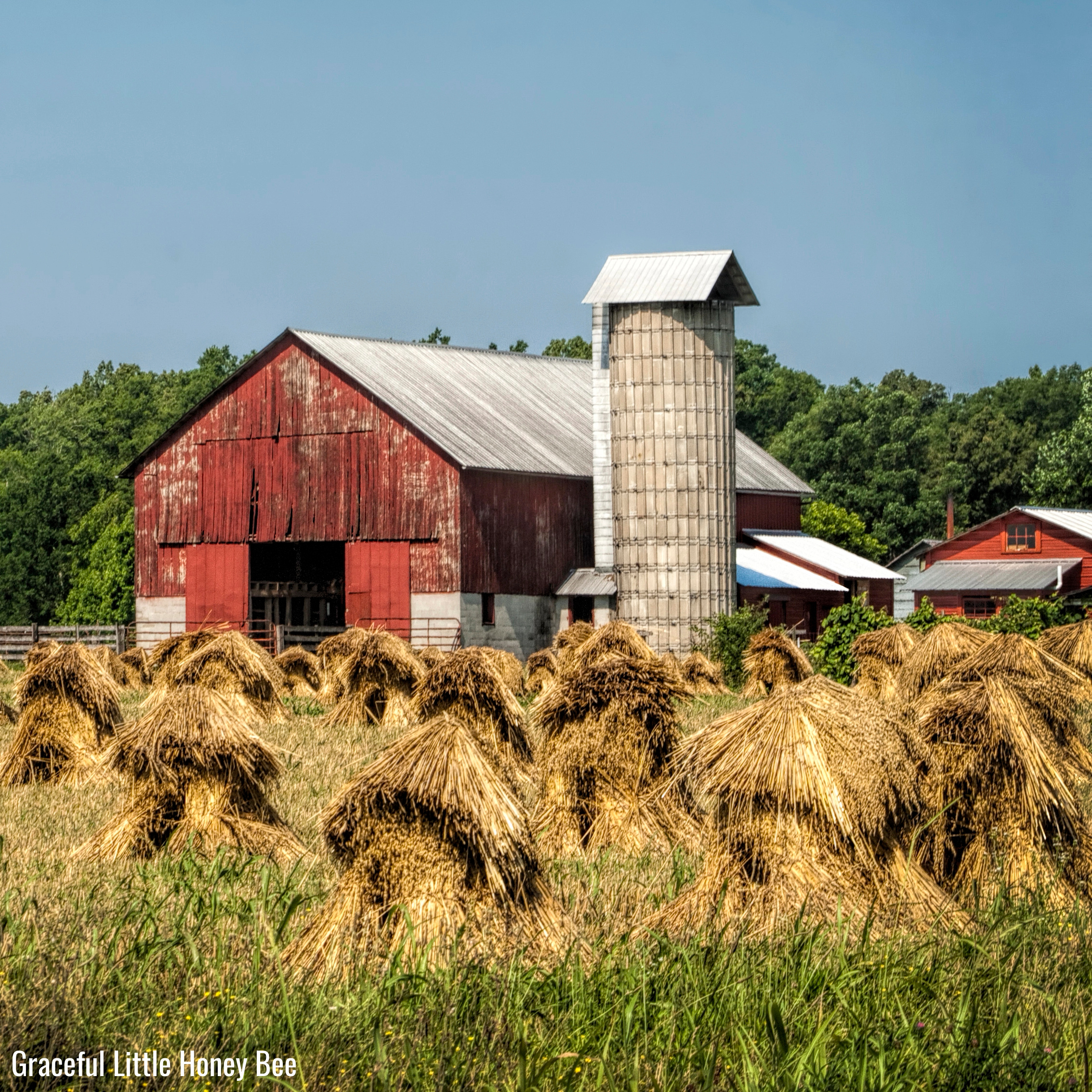 Red Amish barn with a field of hay.