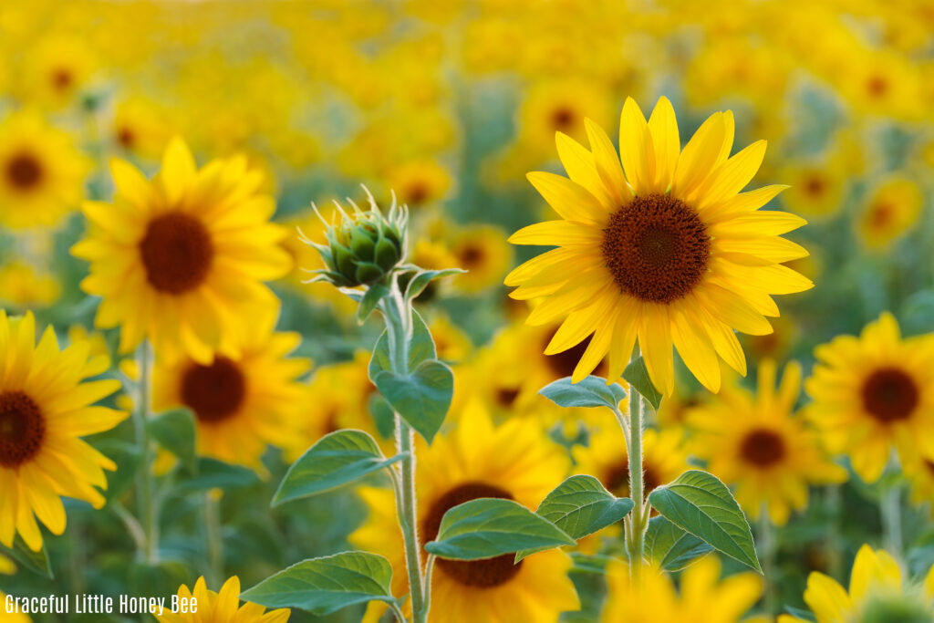 A field of sunflowers.