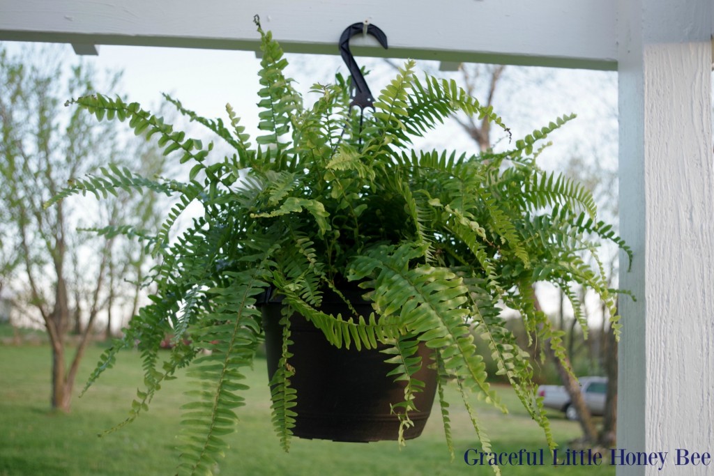 Curb Appeal - Hanging Fern