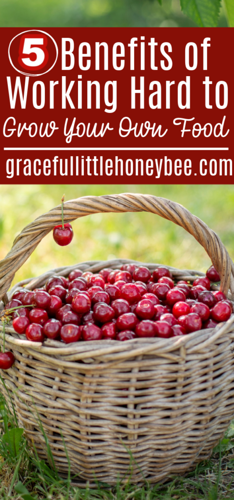 Basket of cherries.