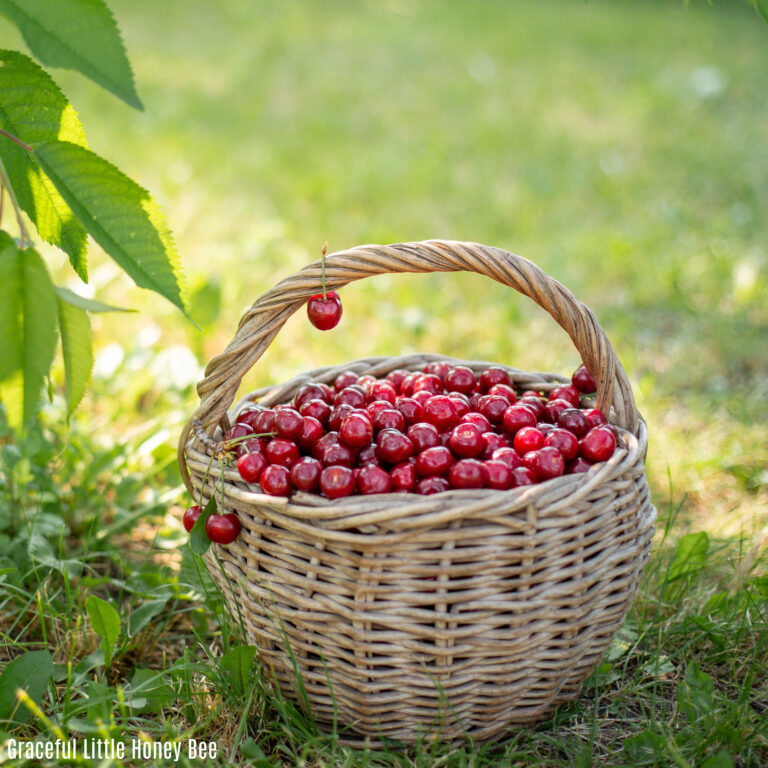 Basket of cherries.