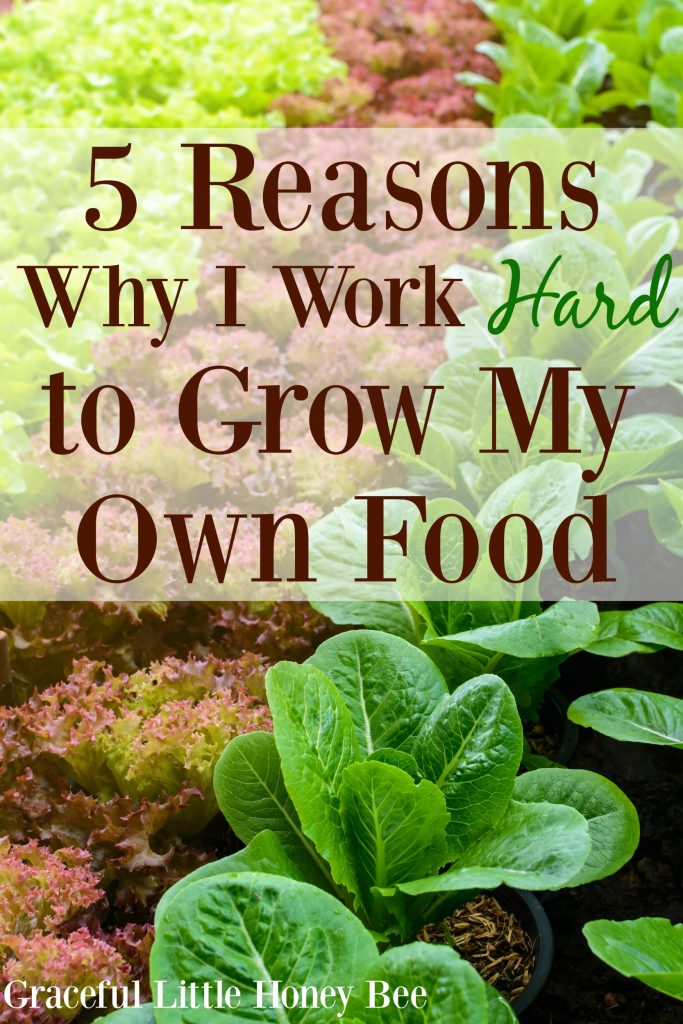 See the reasons  why I work so hard to grow my own food on gracefullittlehoneybee.com