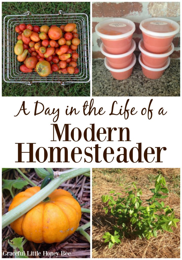 See what this modern homesteader does all day including gardening, planting trees and making tomato sauce on gracefullittlehoneybee.com