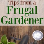 Check out these money-saving tips from a frugal gardener on gracefullittlehoneybee.com