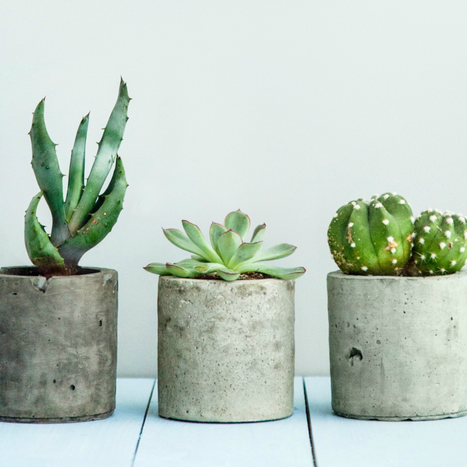 Three potted succulents on a table.