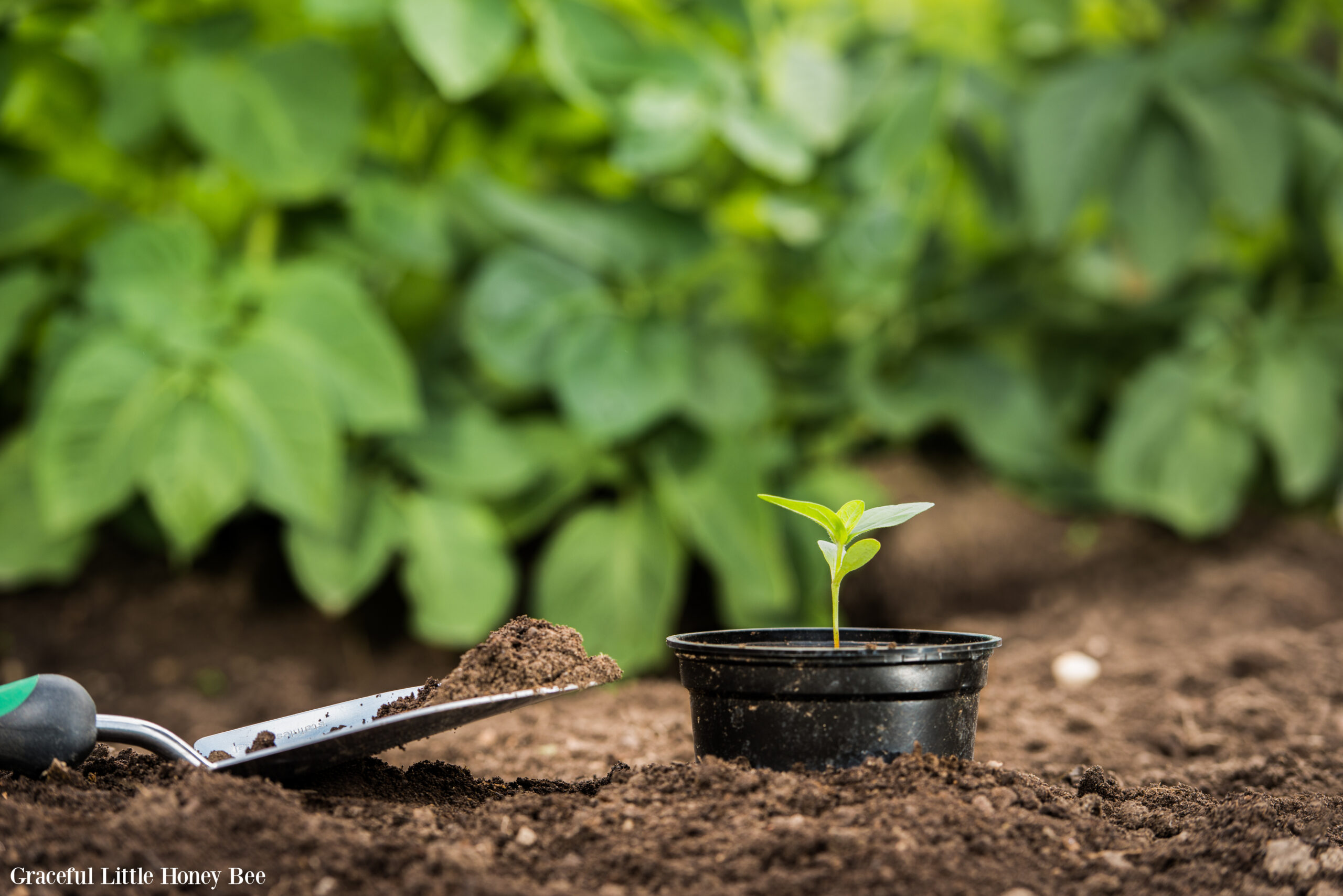 A small vegetable plant in a black plastic cup with a trowel sitting next to it in the dirt with green plants in the background.