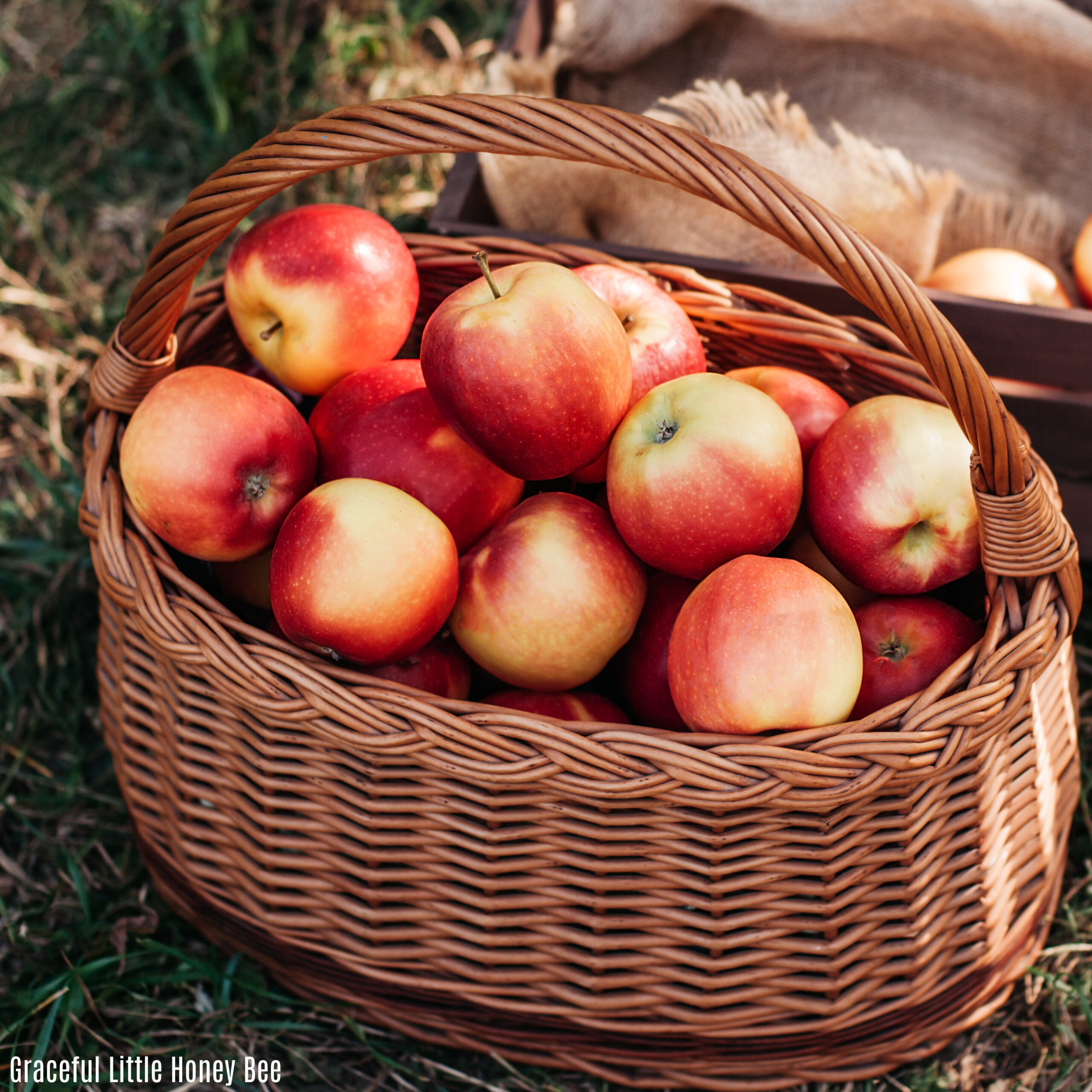 A basket of red apples sitting on the grass.