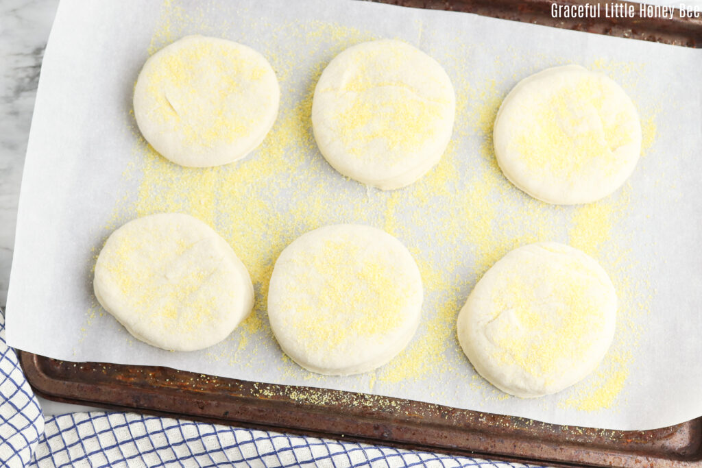 English muffins sitting on a baking sheet dusted with corn meal before being toasted.