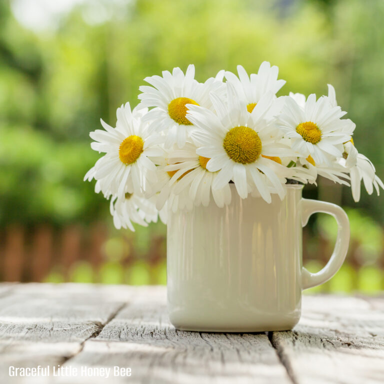 Daisies in a white coffee cup sitting on a wooden table outdoors.