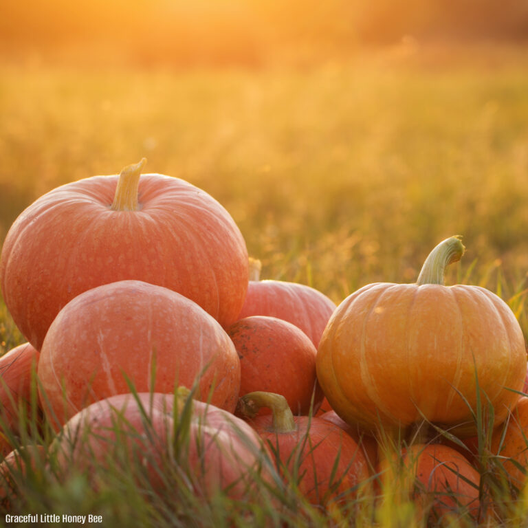 How to Grow a Survival Garden: 10 Vegetables to Grow in Hard Times