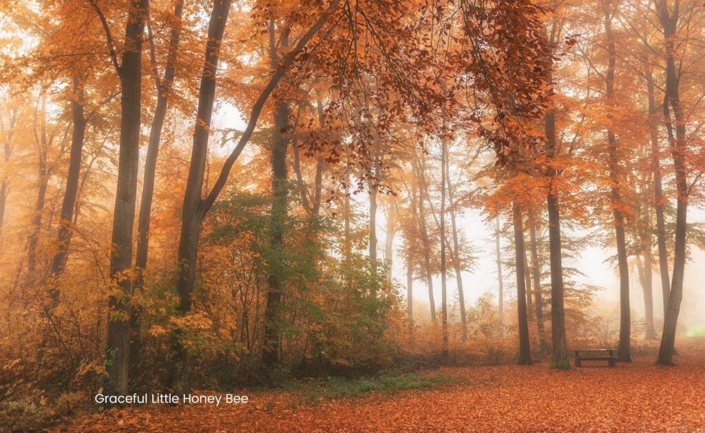 Trees with orange leaves falling.