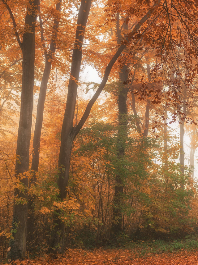 20 Ideas For an Old-Fashioned Fall
