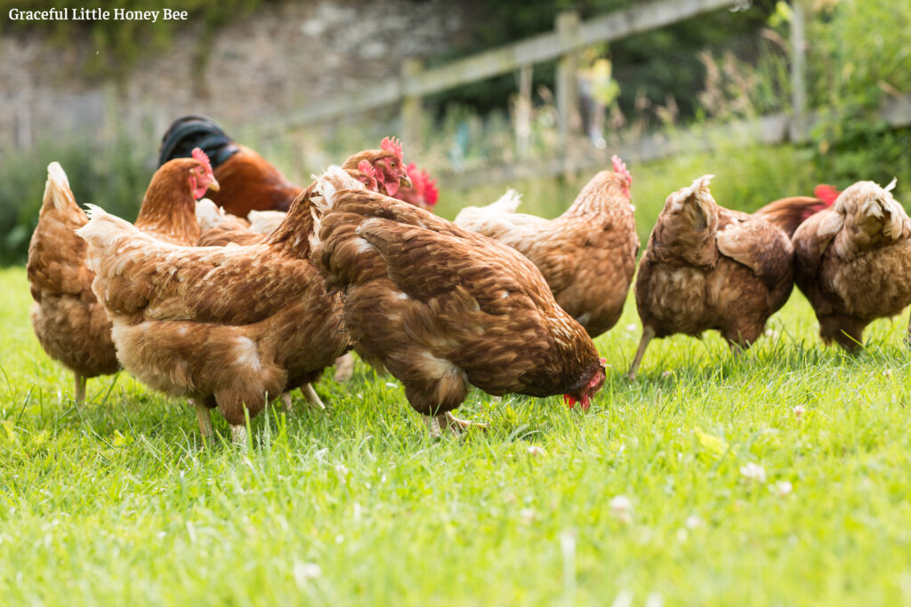 Brown chickens pecking in the yard.