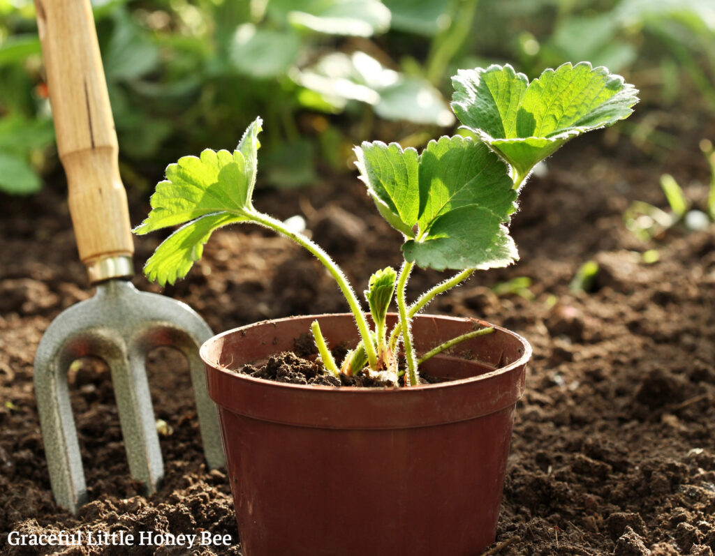 Potted strawberry plant.