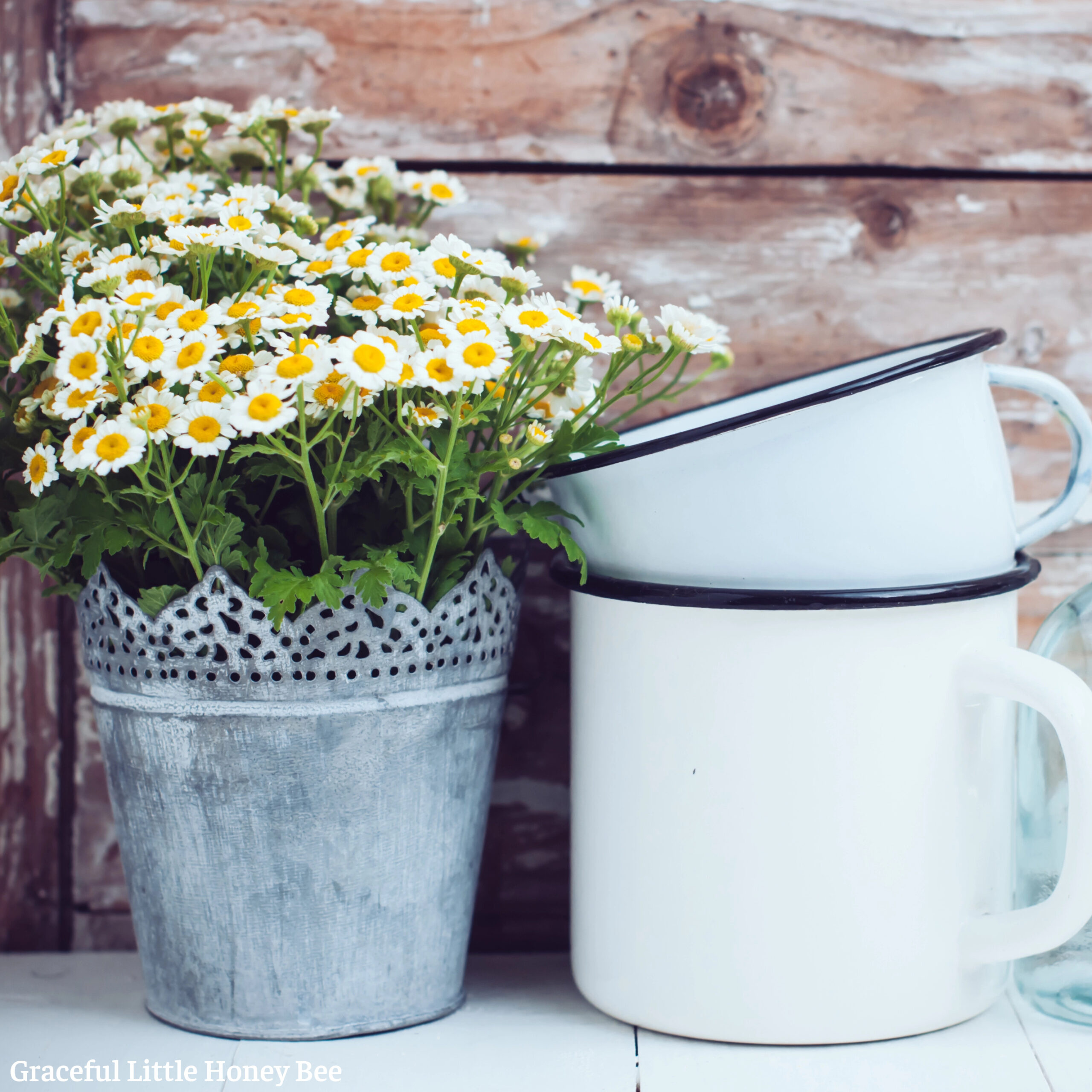 Daisies in galvanized bucket next to two white enamel mugs.